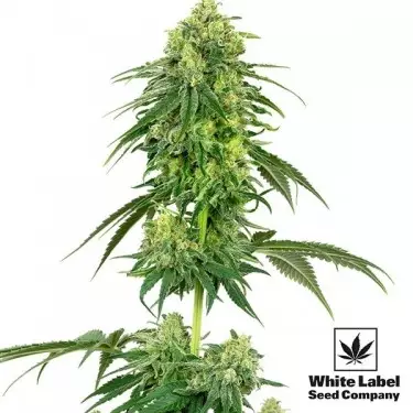 Morango Kush White Label Sementes sabor morango - GB The Green Brand