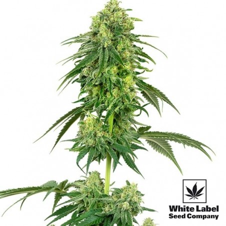 Strawberry Kush