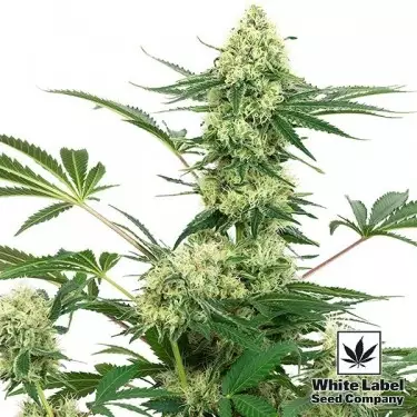Wedding Cheesecake Marijuana Plant