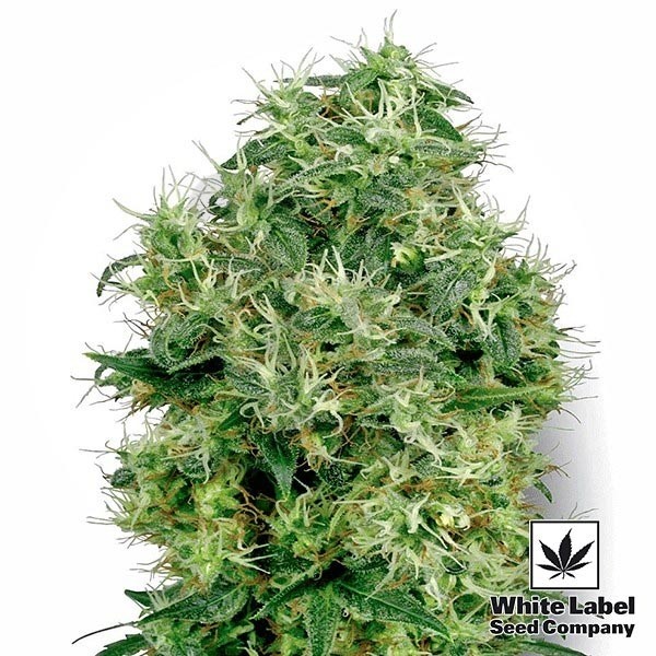 White Gold cannabis plant