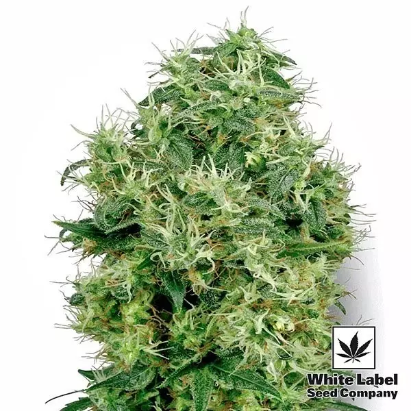 View White Gold cannabis plant