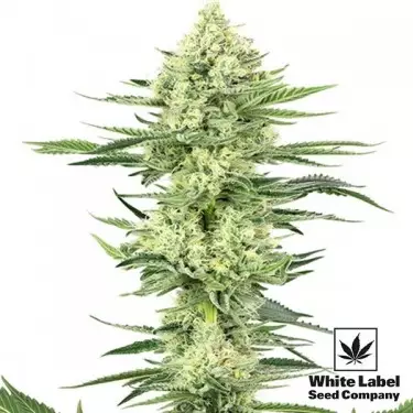 Branco Gorilla Haze de White Label muito poderoso - GB The Green Brand