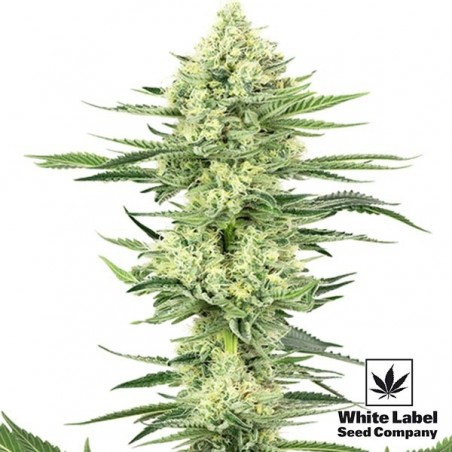 White Gorilla Haze de White Label muy potente - Grow Barato