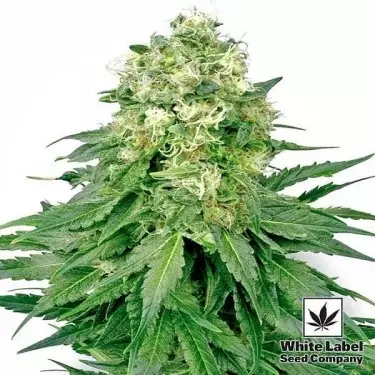 White Widow da White Label feminizada - GB The Green Brand