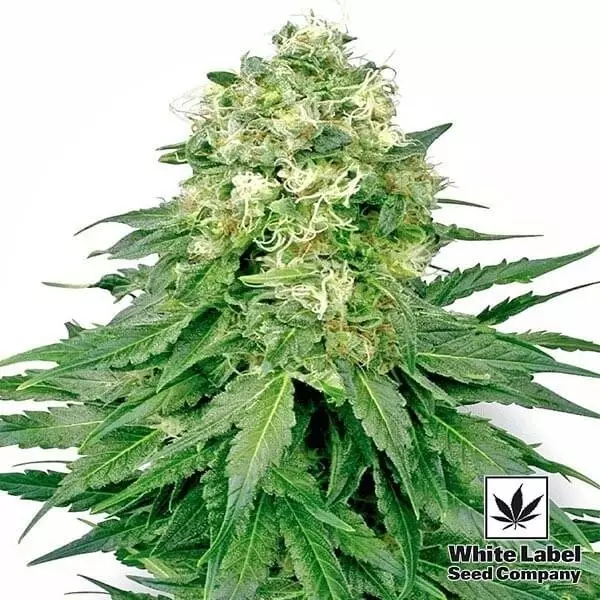 View White Widow marijuana plant