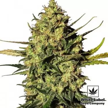 Master Kush Automatic Cannabis Plant