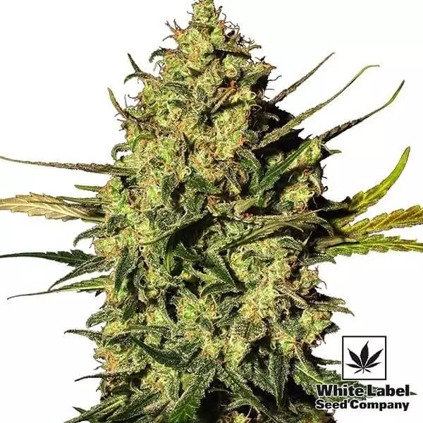View Master Kush Automatic of White Label Seeds - GB The Green Brand