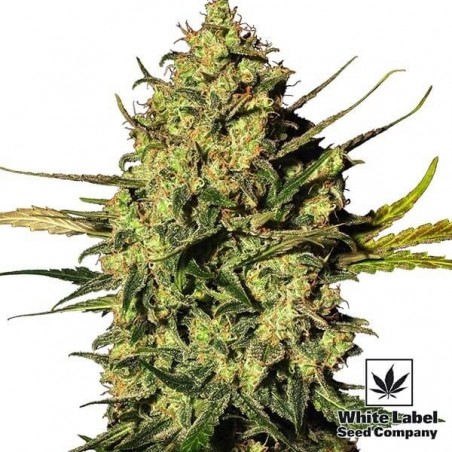 Master Kush Automatic