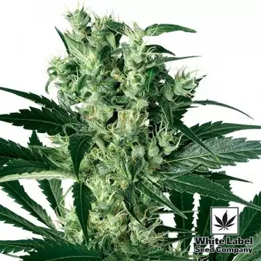 X Haze White Label 100% feminizado - GB The Green Brand