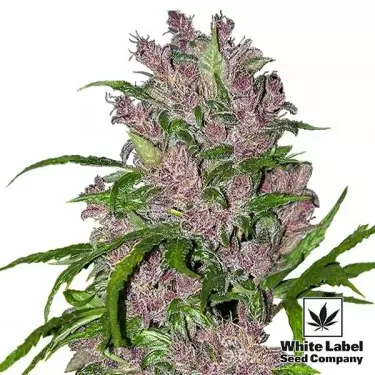 Purple Bud Automatic by White Label Seeds - GB The Green Brand