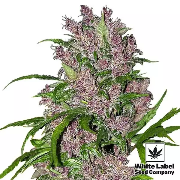 View Purple Bud Automatic by White Label Seeds - GB The Green Brand