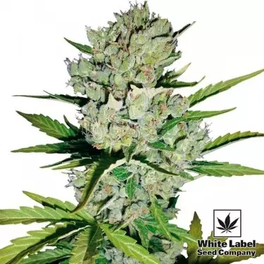 Skunk#1 Auto de White Label Seed Company - Grow Barato