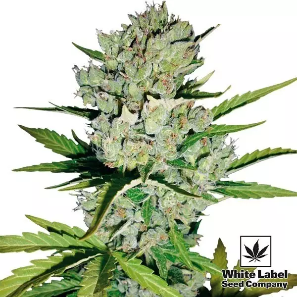 View Skunk#1 Auto de White Label Seed Company - Grow Barato