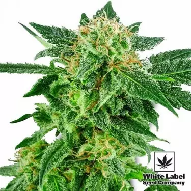 Snow Ryder da White Label Seed Company - GB The Green Brand