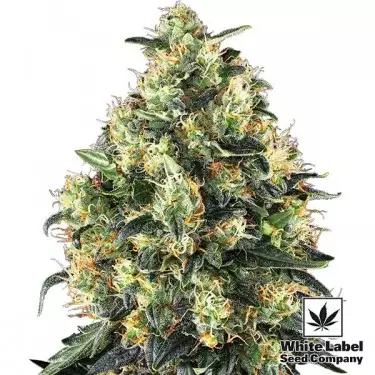 Super Skunk Auto marijuana strain