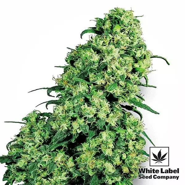 View Skunk 1 de White Label Feminized Seed - GB The Green Brand