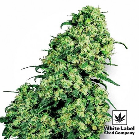 Skunk 1 de White Label semilla feminizada - Grow Barato