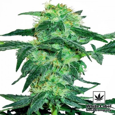 White Ice cannabis plant