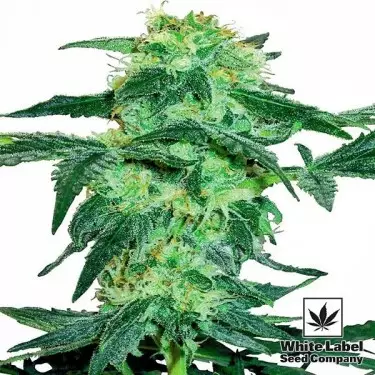 White Ice cannabis plant