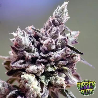 Washing Machine cannabis plant