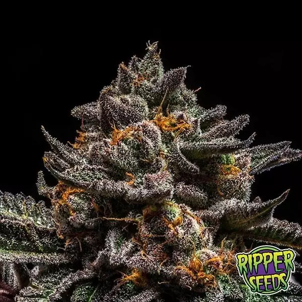 View Brain Cake Marijuana Plant