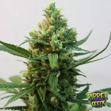 Toxic marijuana plant