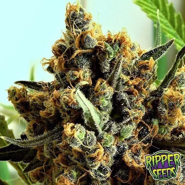 View Criminal de Ripper Seeds feminizada - GB The Green Brand