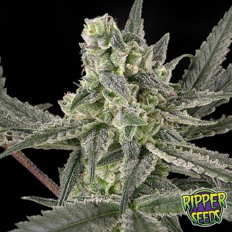 Old School de Ripper Seeds feminizada - Grow Barato
