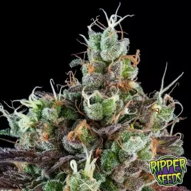 Sour Ripper marijuana plant