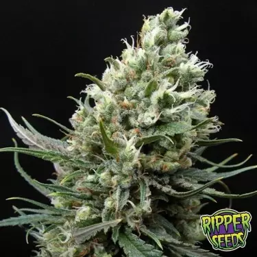 Ripper Haze cannabis plant