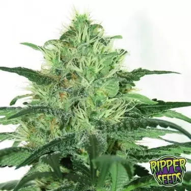 Sideral Cannabis Plant