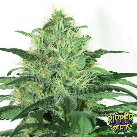 Sideral Ripper Seeds