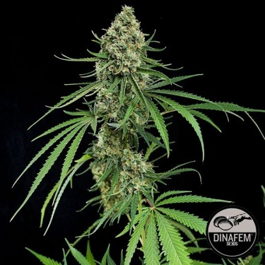 Critical+ cannabis plant