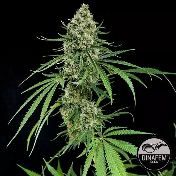 Critical+ Critical+ cannabis plant