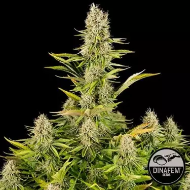 Amnesia Kush cannabis plant