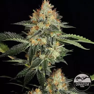 Dinachem de Dinafem semillas feminizadas - Grow Barato