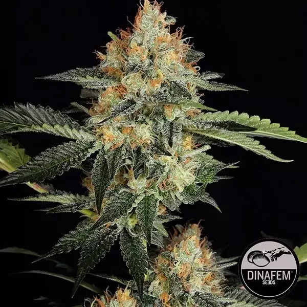 Dinachem de Dinafem semillas feminizadas - Grow Barato
