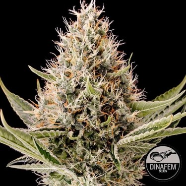 Dinamex Feminizada de Dinafem - Grow Barato