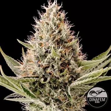 Dinamex marijuana plant
