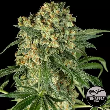 Grande Kush sementes feminizadas de Dinafem - GB The Green Brand