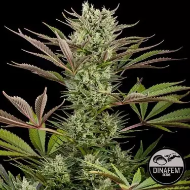 Deep Cheese de Dinafem semillas feminizadas - Grow Barato