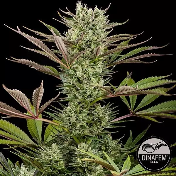 View Deep Cheese de Dinafem semillas feminizadas - Grow Barato