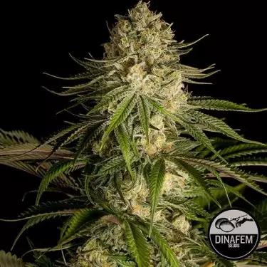 Critical Kush cannabis plant