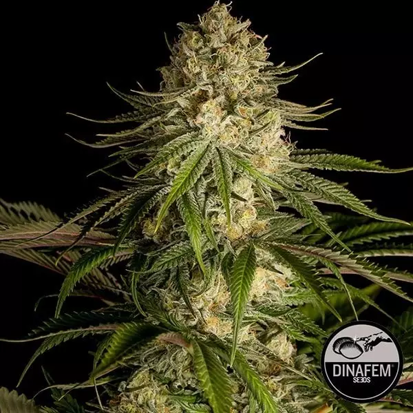 Critical Kush cannabis plant