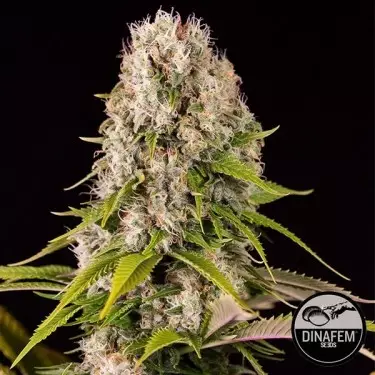 Diesel marijuana plant