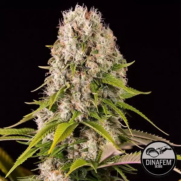 Diesel marijuana plant