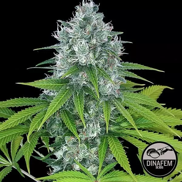 View Power Kush cannabis plant