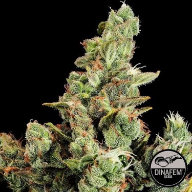Cheese de Dinafem semillas feminizadas - Grow Barato