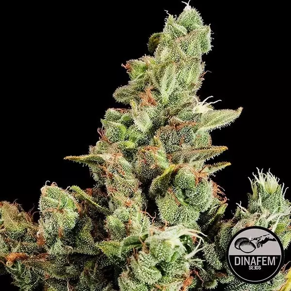 Cheese marijuana plant