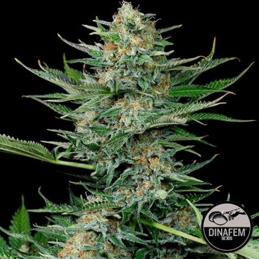 Industrial Plant de Dinafem feminizada - Grow Barato